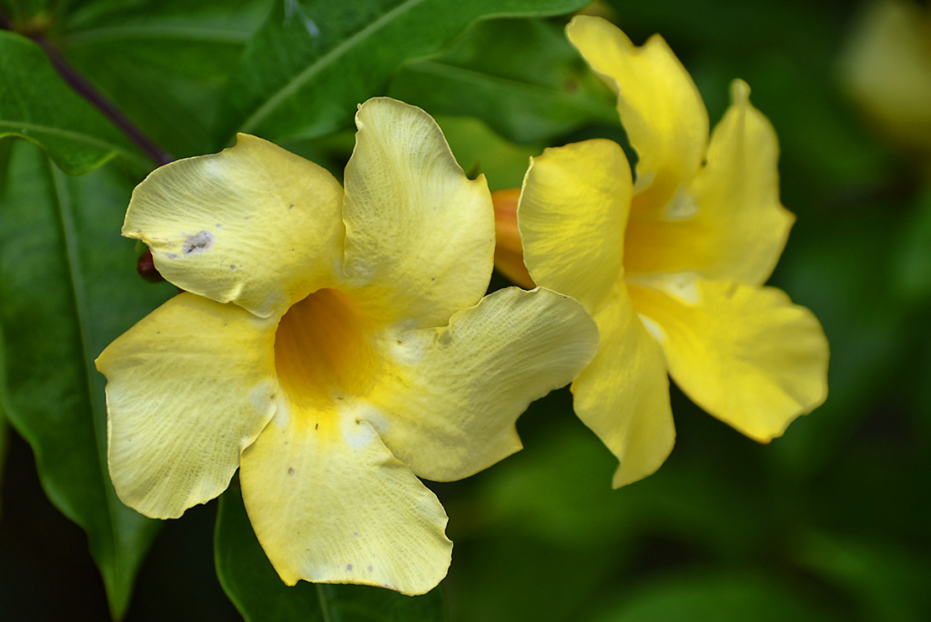 YELLOW FLOWERS