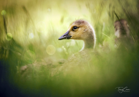 Hiding in the Tall Grass