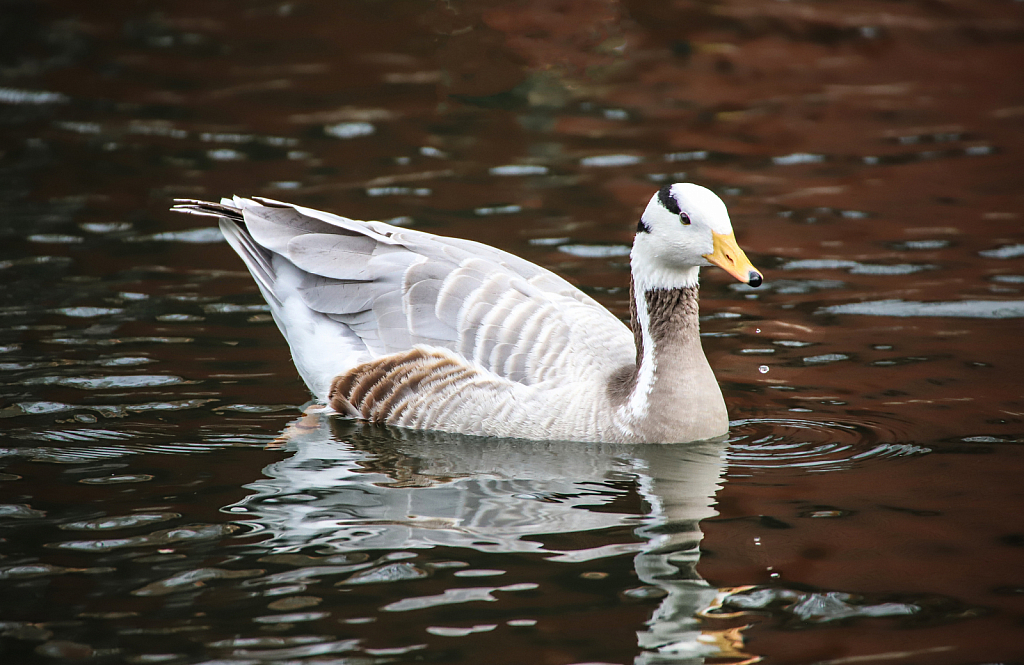 Bar-headed Goose