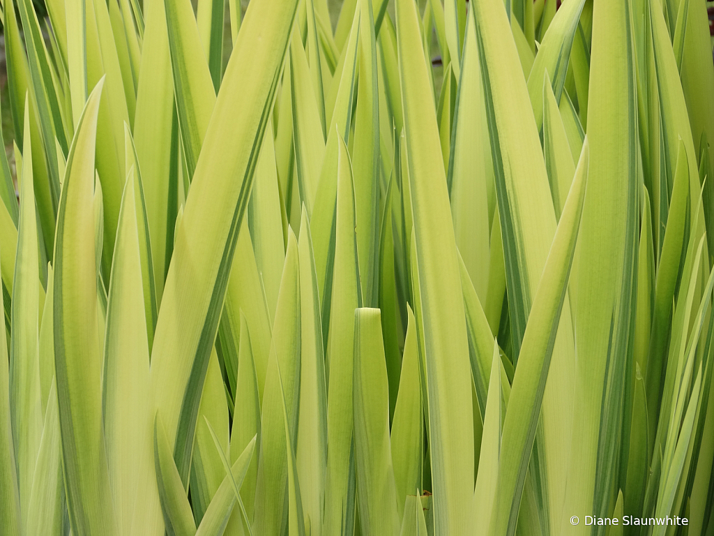 Grass - ID: 15789604 © Diane Slaunwhite