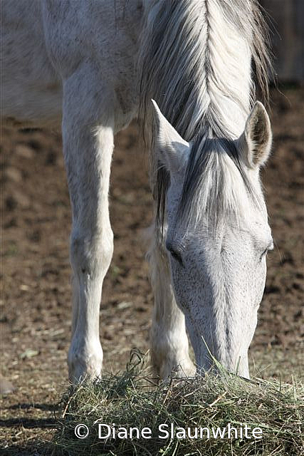 Horse  - ID: 15789605 © Diane Slaunwhite