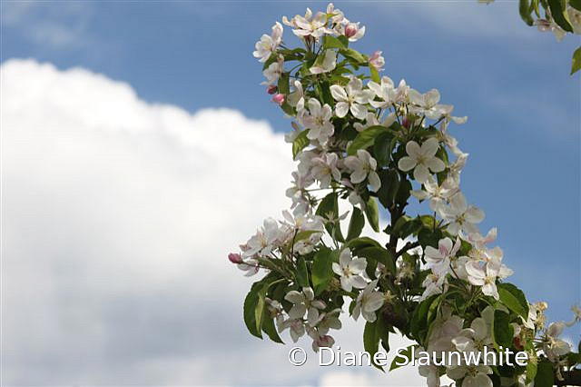 Apple Blossoms - ID: 15789608 © Diane Slaunwhite