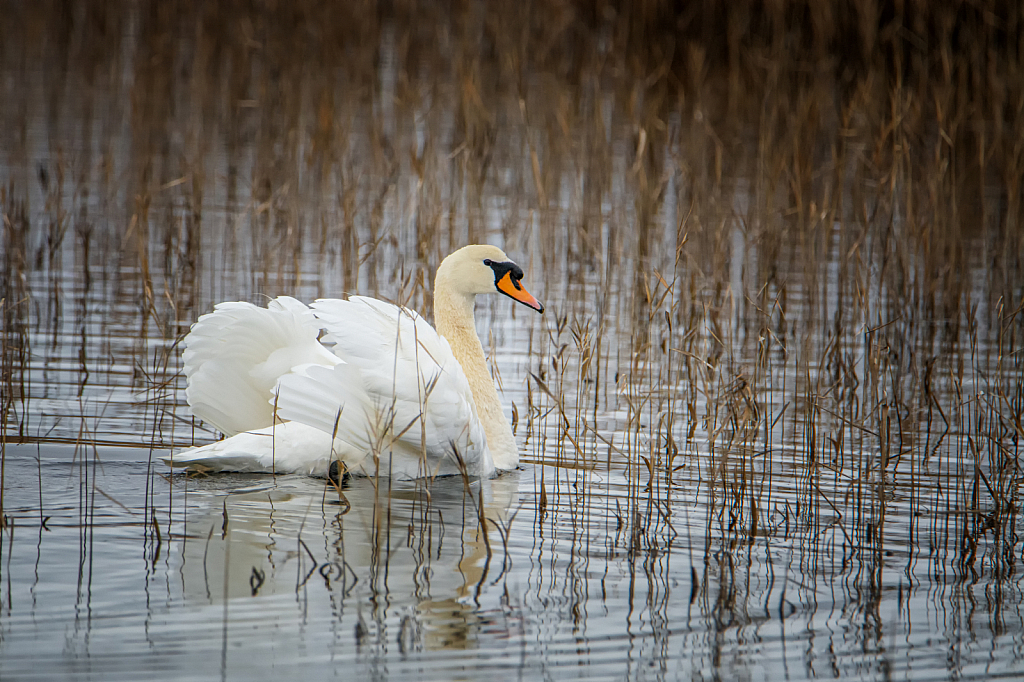 One Swan A Swimmin