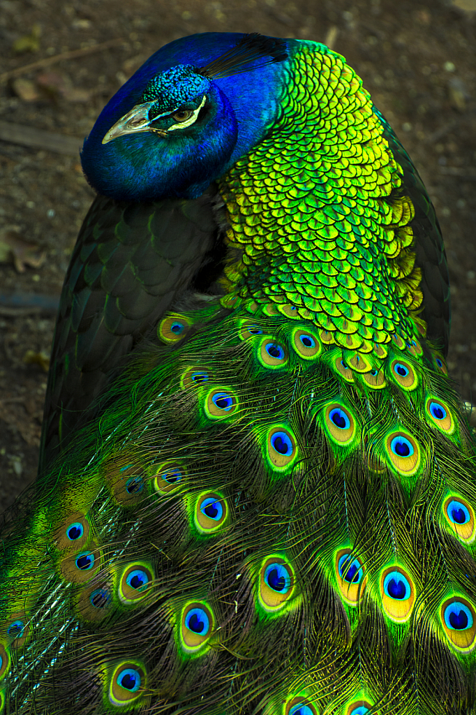 Peacock