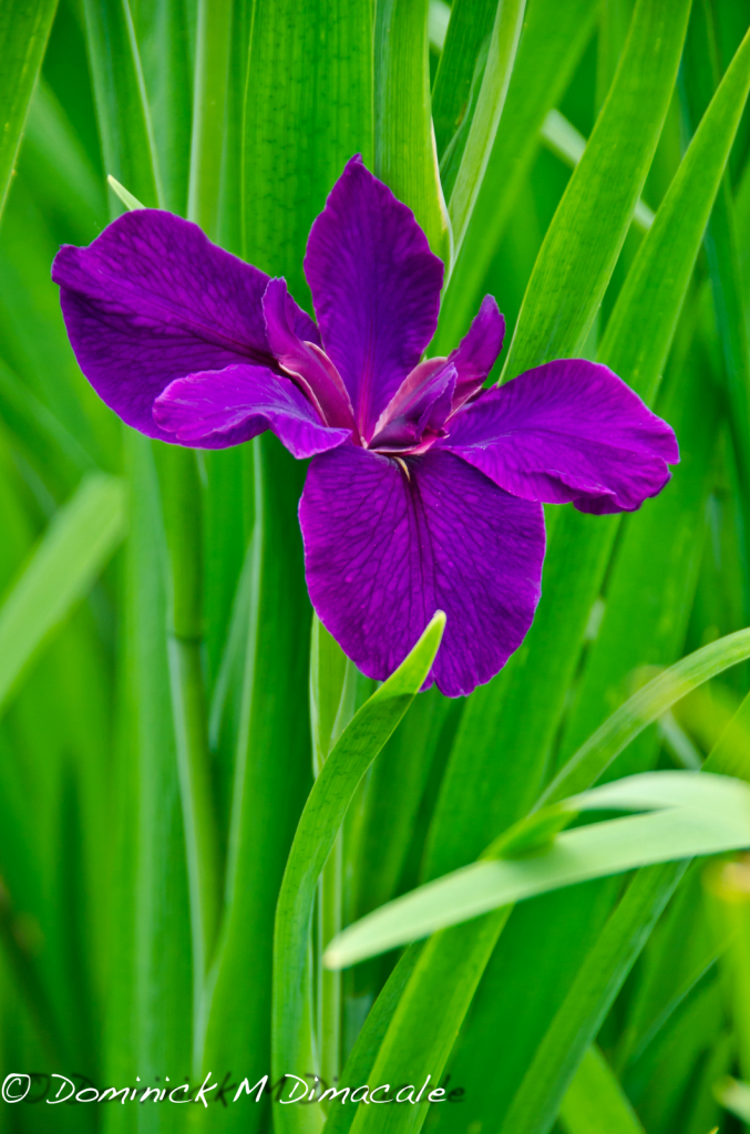 ~ ~ PURPLE IRIS ~ ~