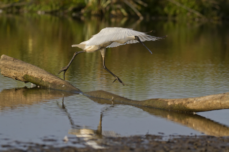 Spoonbill on the move