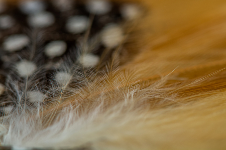 Pheasant Feather