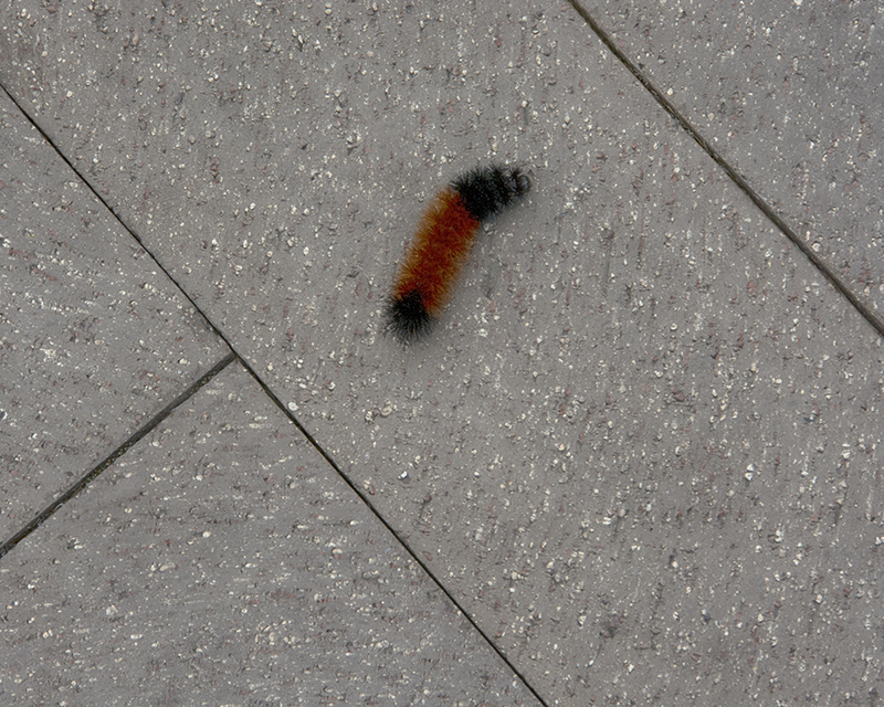 The Woolly Bear