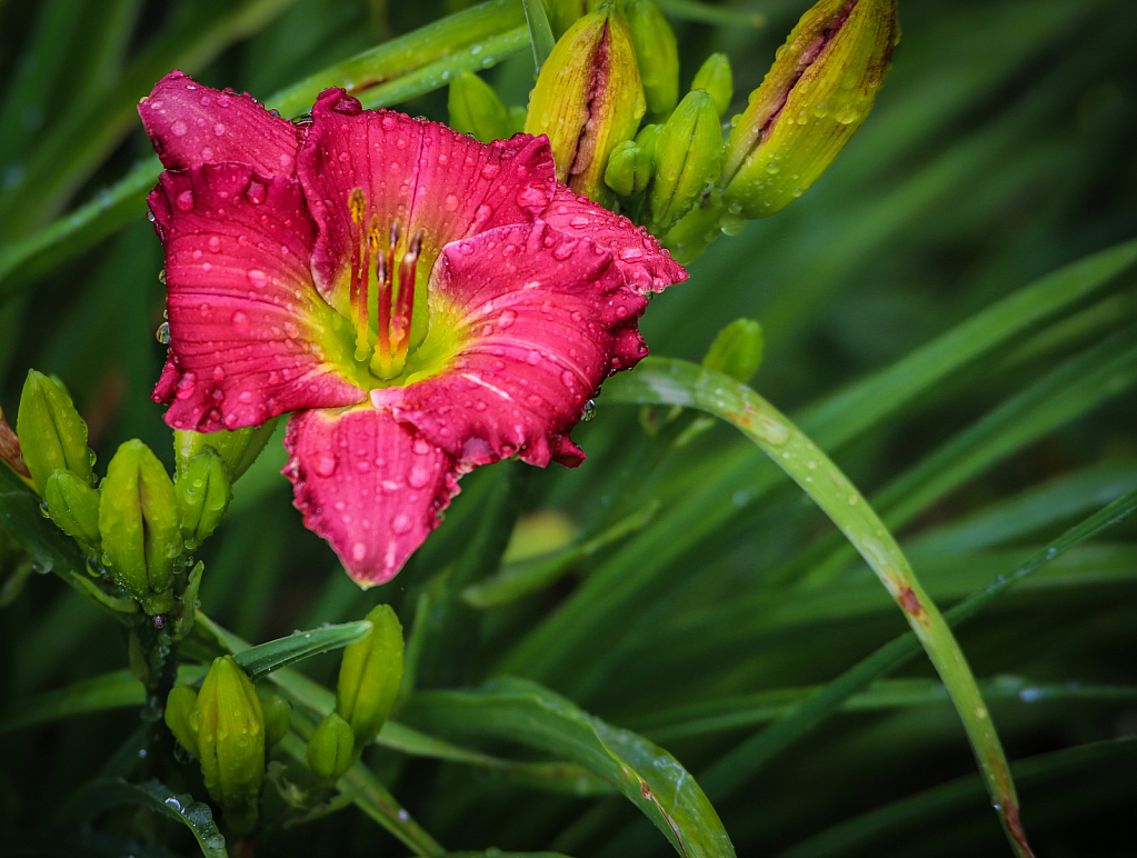 Hemerocallis Earlybird Cardinal Rain drops