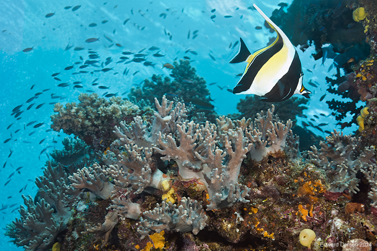 Moorish Idol Seascape