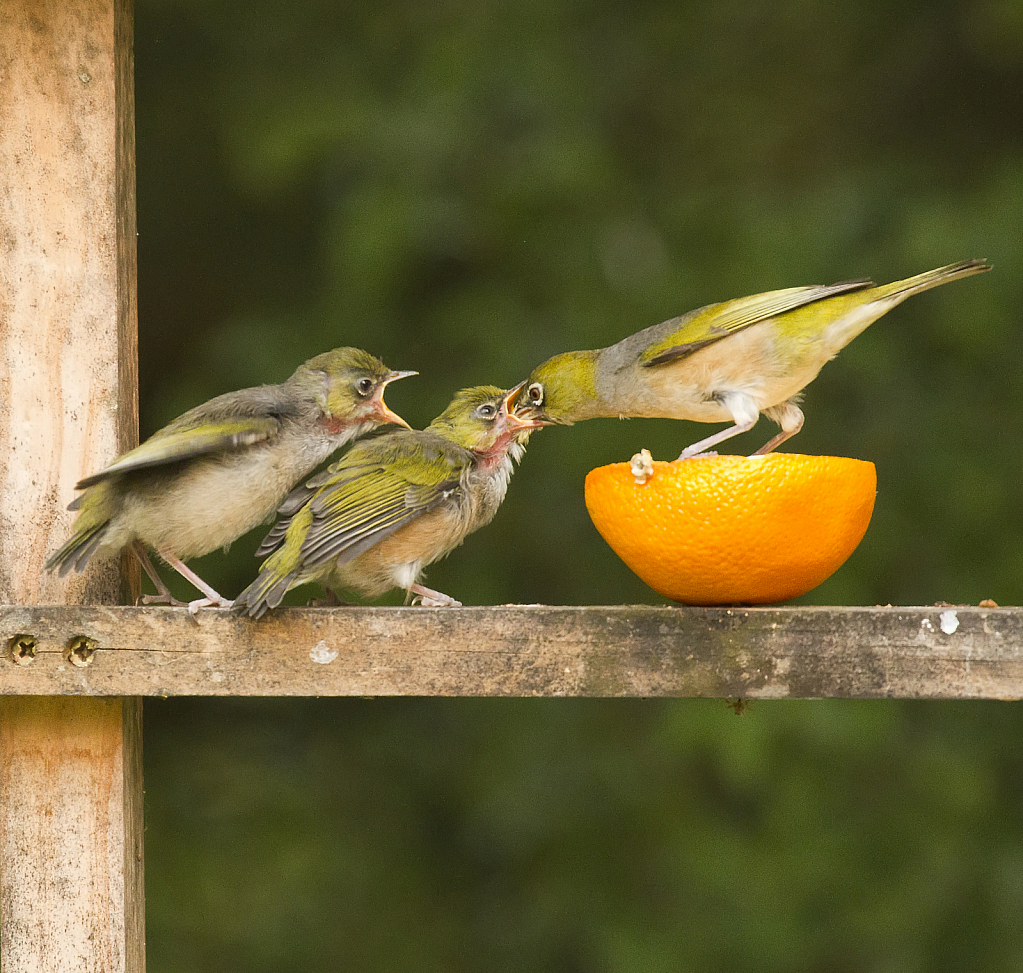 Feeding the family