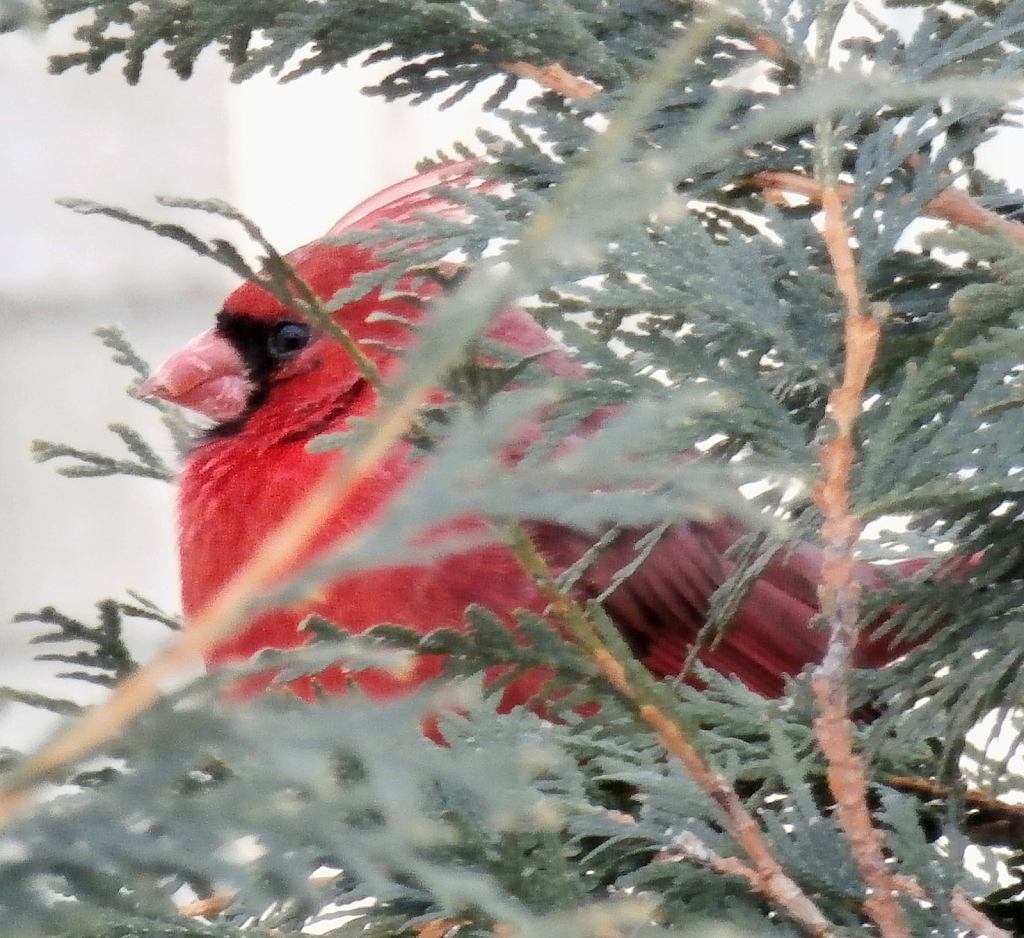 Cardinal chilling in a Bush