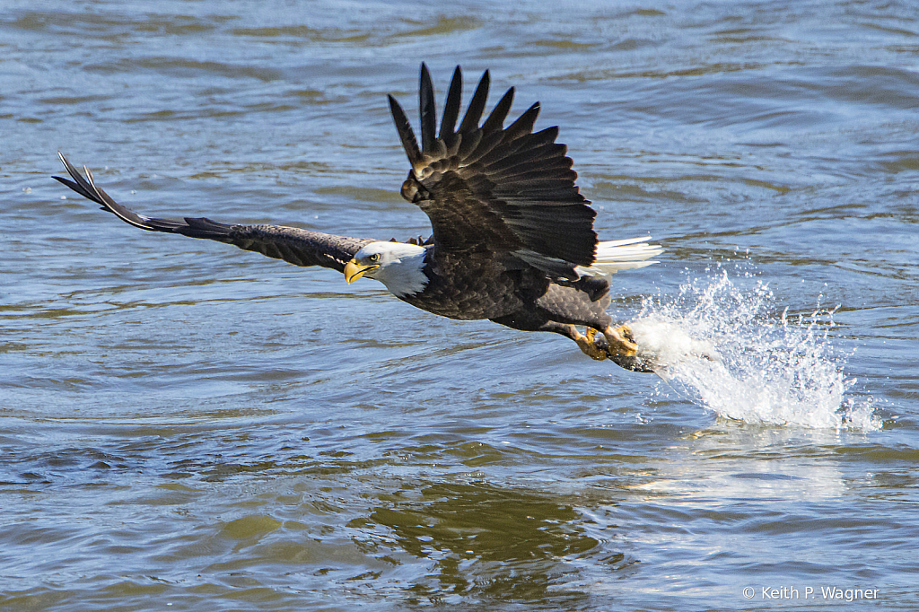 Eagle snatch n grab