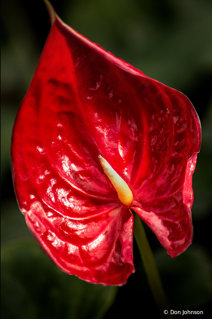 Anthurium Red 1-30-20 296 - ID: 15790110 © Don Johnson