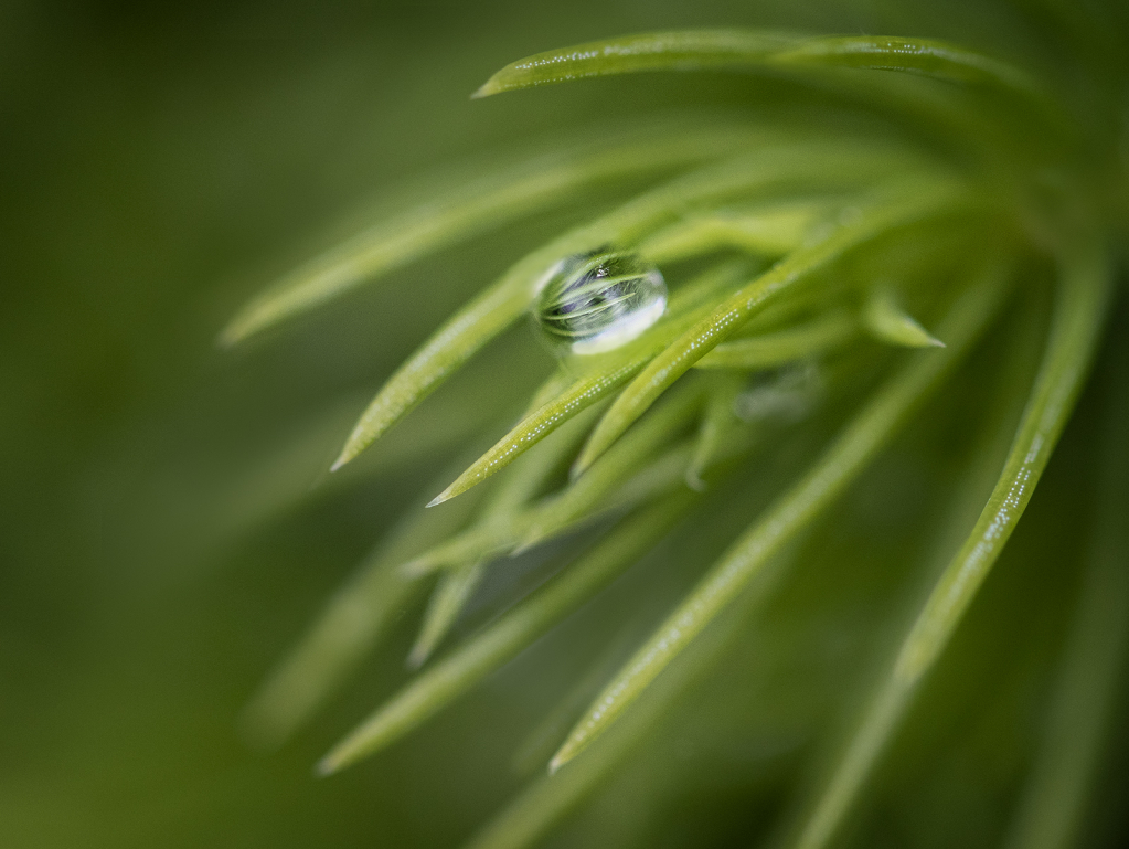 Pine Needles  