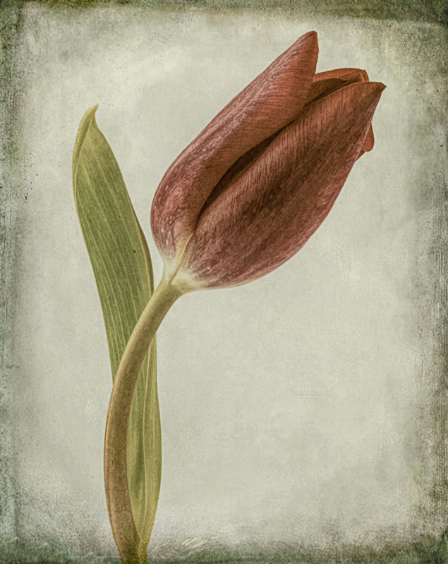 Same Tulip, Another View