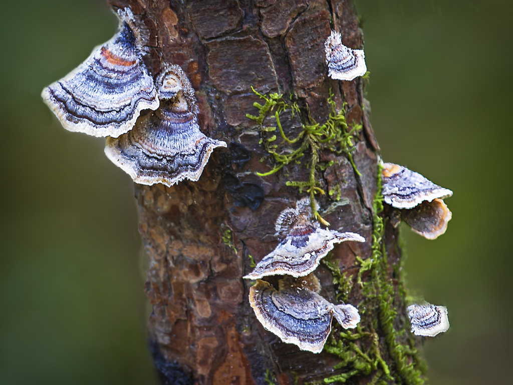 Tree Fungus  