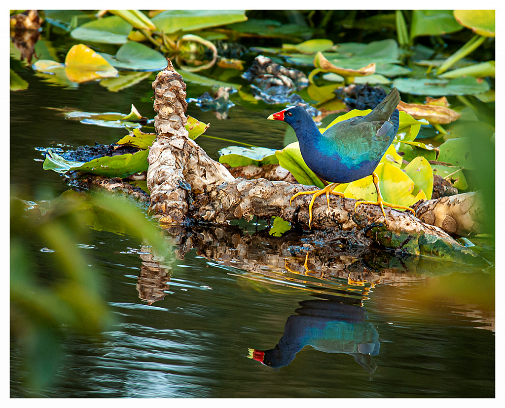 Purple Gallinule