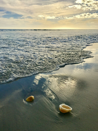 Shells on the Shore