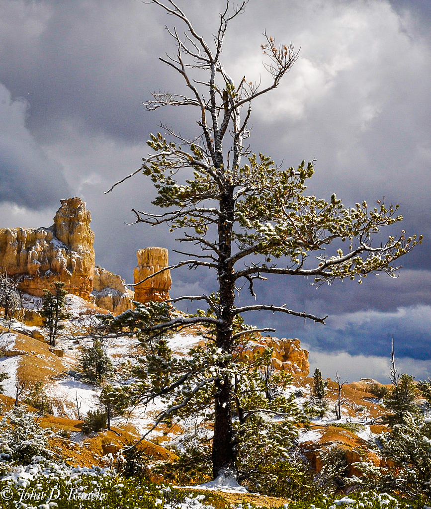 First Snow - ID: 15790615 © John D. Roach