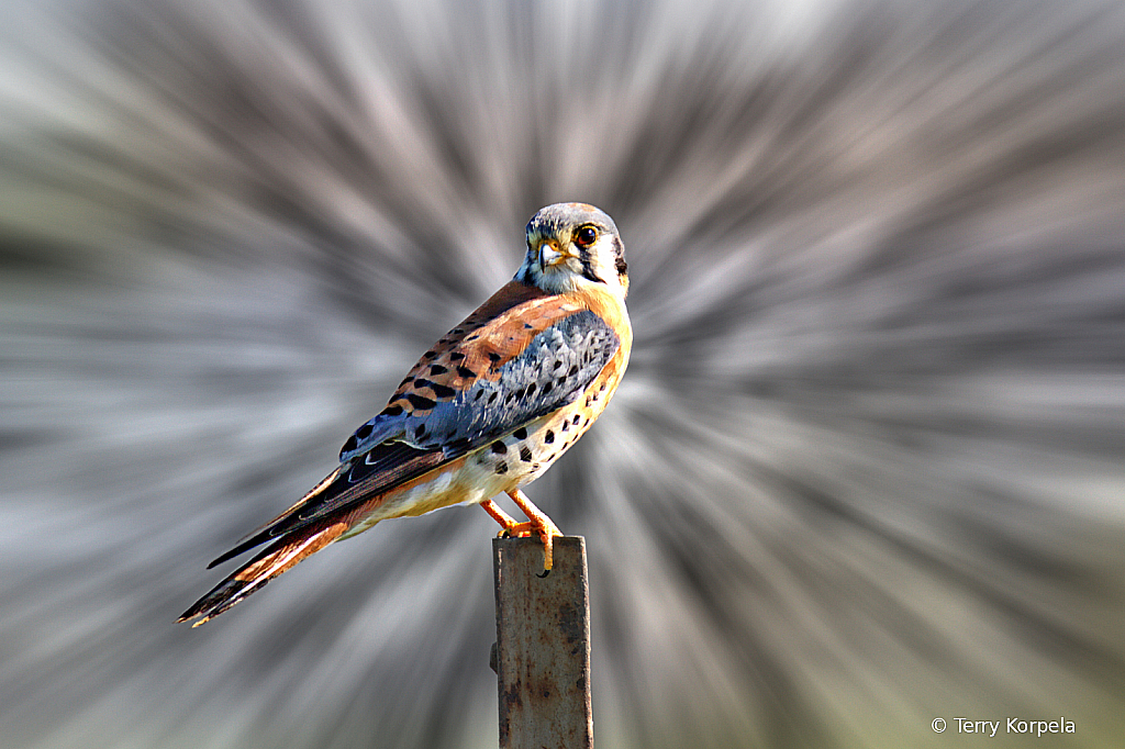 American Kestrel - ID: 15790560 © Terry Korpela