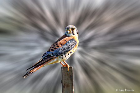 American Kestrel