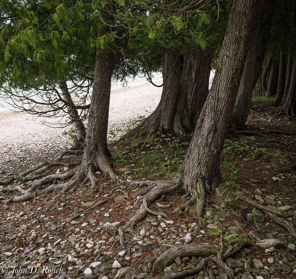 Trees by the Lake