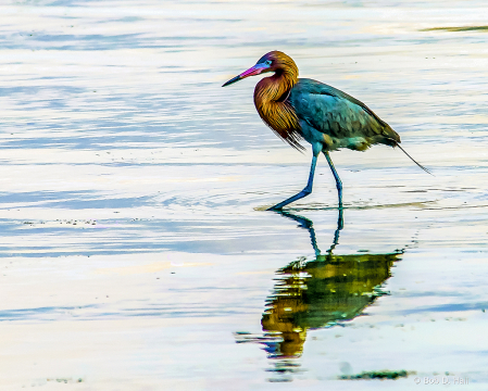 Egret In The Surf