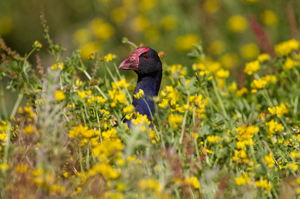 Peeking pukeko