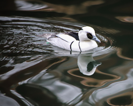 A Smew floating in chocolate!