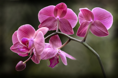 Purple Orchid Spray  