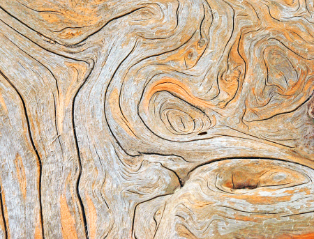Natural design on the peeled off tree trunk.