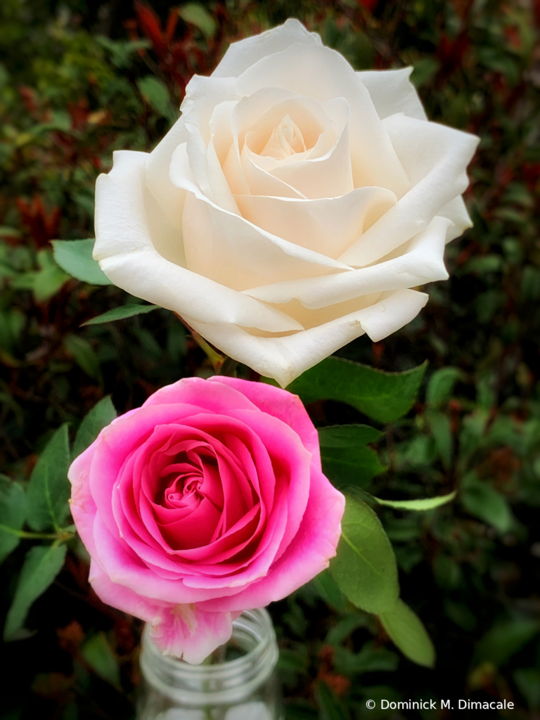 ~ ~ WHITE AND PINK ROSE ~ ~ 