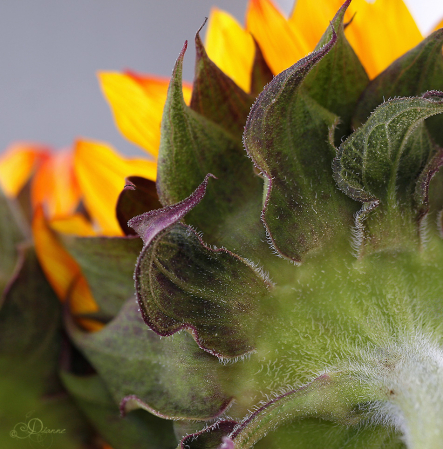  Sunflower In Reverse