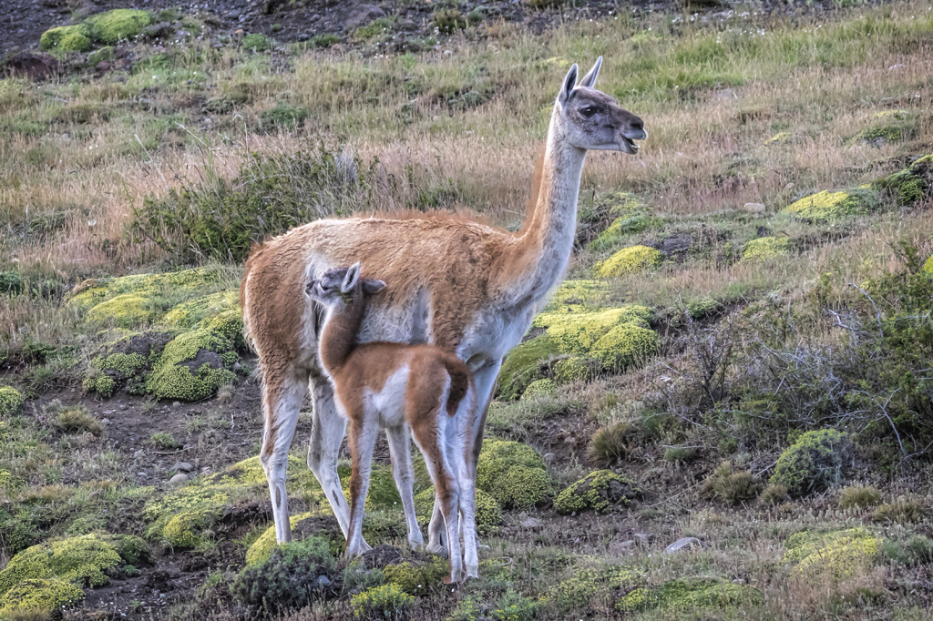 Guanaco and Chulengo  