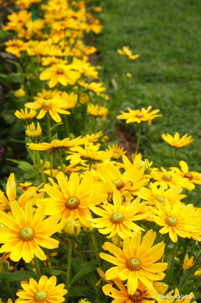 Yellow Daisy