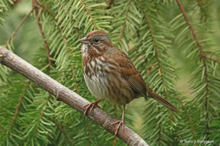 Song Sparrow