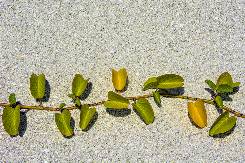 Beach Vine