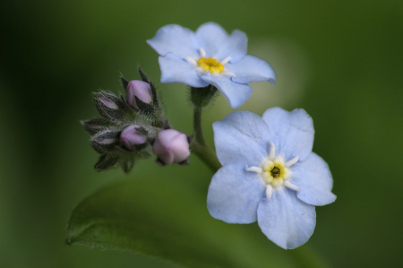 Forget me not