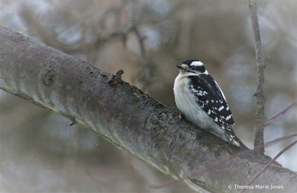Woodpecker - ID: 15790937 © Theresa Marie Jones