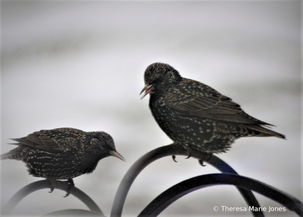 Starlings - ID: 15790938 © Theresa Marie Jones