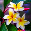 Plumeria