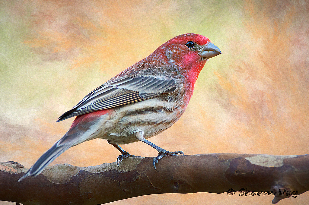 Painted Finch