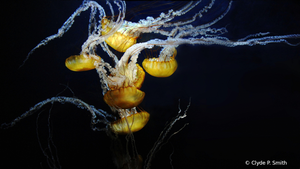 Jelly Fish Party  - ID: 15791860 © Clyde Smith