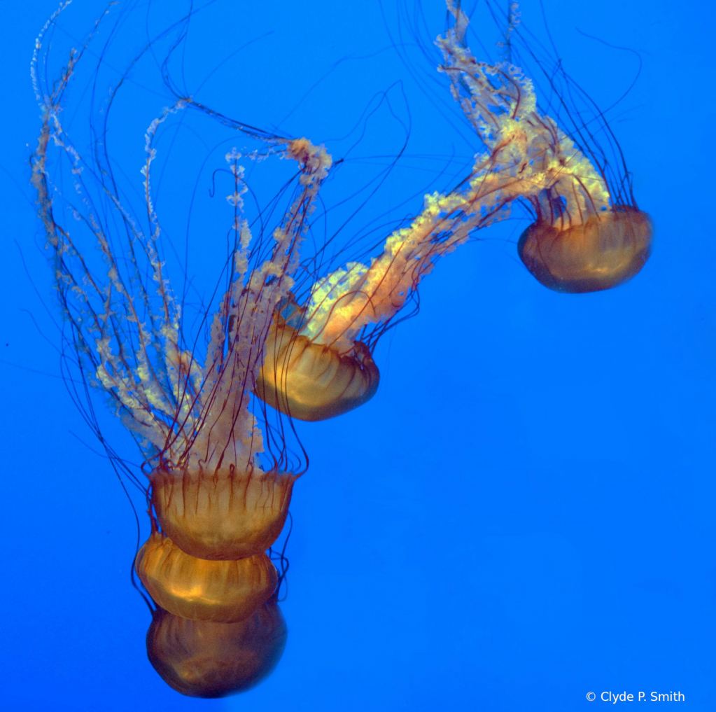 Jelly Fish Stack - ID: 15791867 © Clyde Smith