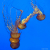 Jelly Fish Stack