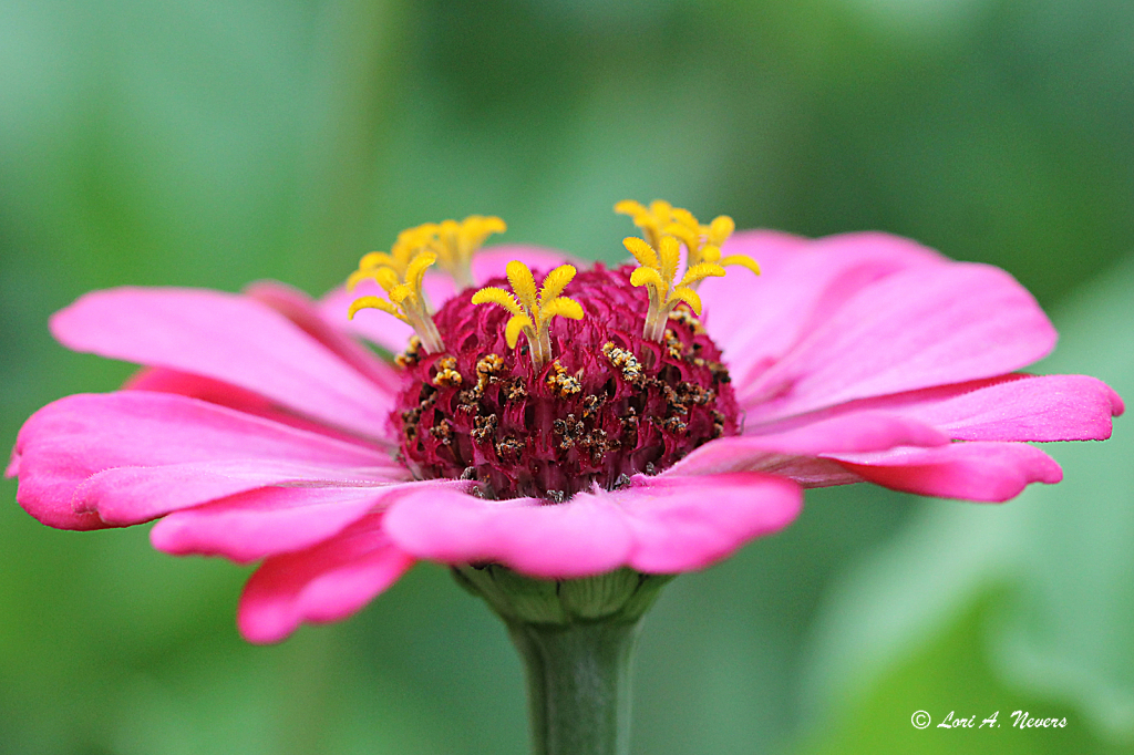 Pink Zinnia 7