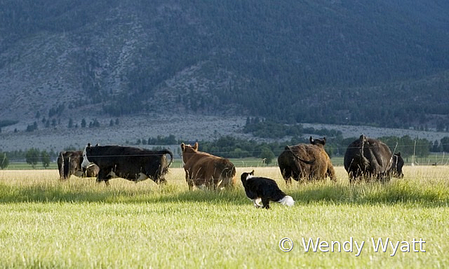 Sadie - ID: 15791876 © Wendy Wyatt
