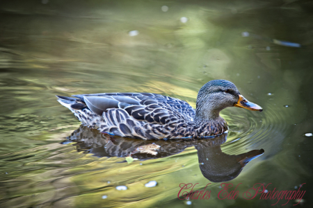 Mallard 1