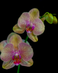 A Pair Of Orchids...